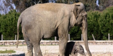 Sasalı İzmir hayvanat bahçesi giriş ücreti nedir İzmir hayvanat bahçesi nerede açık mı?
