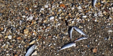 Son Dakika İzmir, Foça’da ölü balıklar kıyıya vurdu