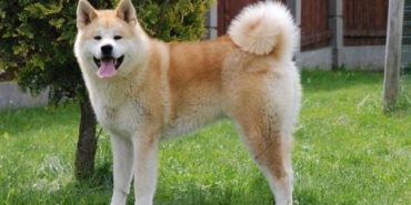 Amerikan Akita