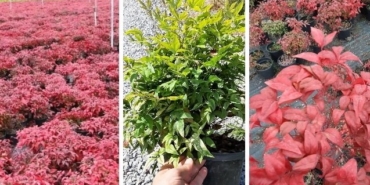 Karşıyaka, izmir, Çiğli, İzmir Büyükşehir Belediyesi, Çiğli Tramvayı