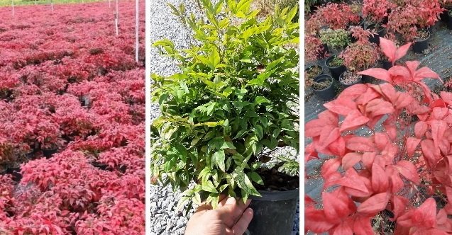 Karşıyaka, izmir, Çiğli, İzmir Büyükşehir Belediyesi, Çiğli Tramvayı