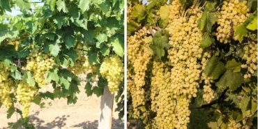 Ege Bölgesinde yetişen Sultani çekirdeksiz üzüm dünyanın tercihi oldu