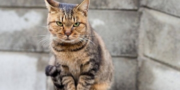 İzmir sokaklarında görmeye alışık olduğumuz kediler