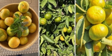 izmir, İzmir Büyükşehir Belediyesi, Kültürpark, ESHOT, Son Dakika İzmir