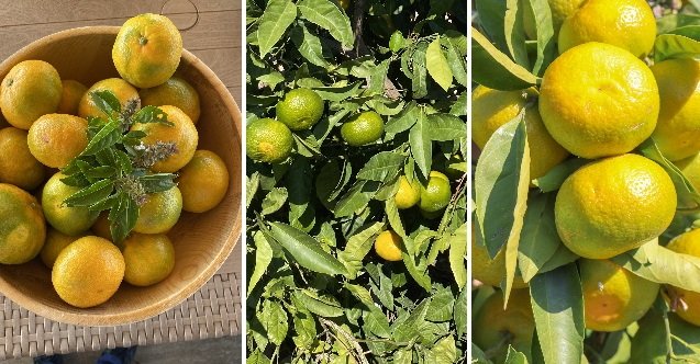 izmir, İzmir Büyükşehir Belediyesi, Kültürpark, ESHOT, Son Dakika İzmir