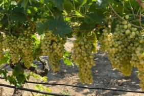 izmir, İzmir Büyükşehir Belediyesi, Son Dakika İzmir, son dakika izmir haberleri