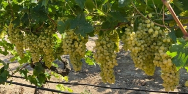 izmir, İzmir Büyükşehir Belediyesi, Son Dakika İzmir, son dakika izmir haberleri