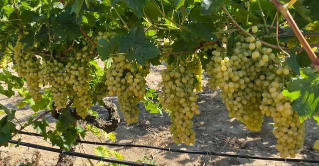 izmir, İzmir Büyükşehir Belediyesi, Son Dakika İzmir, son dakika izmir haberleri
