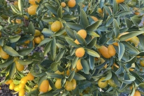 izmir, İzmir Büyükşehir Belediyesi, son dakika izmir haberleri