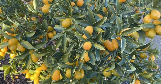 izmir, İzmir Büyükşehir Belediyesi, son dakika izmir haberleri