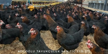 Altınordu, izmir, Bornova, son dakika izmir haberleri