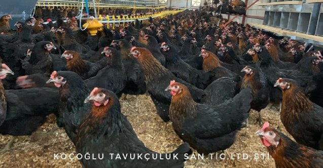 Altınordu, izmir, Bornova, son dakika izmir haberleri