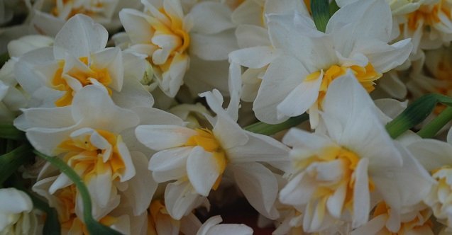 izmir, Aliağa, Şakran Mahallesi, Son Dakika İzmir, son dakika izmir haberleri, izmir aliağa haberleri, son dakika aliağa haberleri, Aliağa Şakran Mahallesi