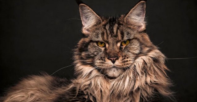 izmir, Çiğli, son dakika izmir haberleri, izmir çiğli haberleri, son dakika çiğli haberleri