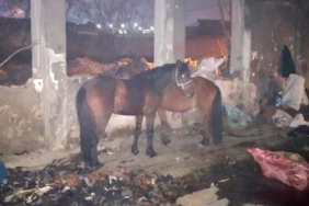 izmir, Bornova, Ege Üniversitesi, Necdet Budak, Ege Üniversitesi Tıp Fakültesi, Ege Üniversitesi Hastanesi, Ege Üniversitesi Tıp Fakültesi Hastanesi, Son Dakika İzmir, son dakika izmir haberleri, izmir bornova haberleri, son dakika bornova haberleri