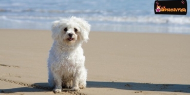 izmir, İzmir Büyükşehir Belediyesi, Son Dakika İzmir, son dakika izmir haberleri