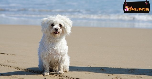 izmir, İzmir Büyükşehir Belediyesi, Son Dakika İzmir, son dakika izmir haberleri