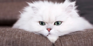 İran Kedisi Özellikleri ve Bakımı