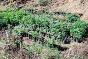 İzmir uyuşturucu operasyonu Beydağ Buca Dikili Kiraz Ödemiş uyuşturucu operasyonu