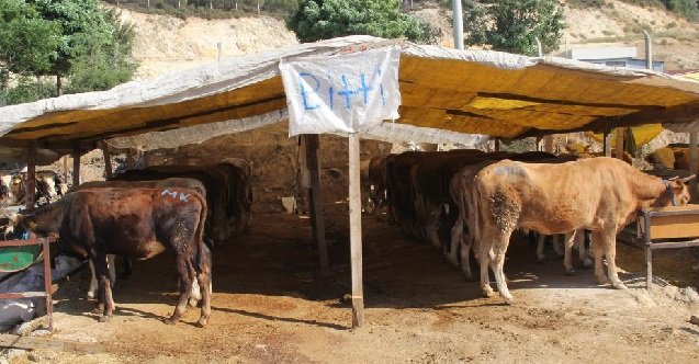 son dakika kütahya haberleri, son dakika kütahya trafik kazası haberleri, son dakika kütahya tavşanlı trafik kazası haberleri