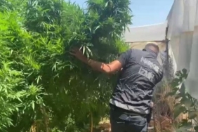 İzmir Ödemiş uyuşturucu operasyonu: 4 metrelik kenevirler yakalandı