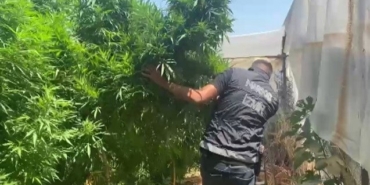 İzmir Ödemiş uyuşturucu operasyonu: 4 metrelik kenevirler yakalandı