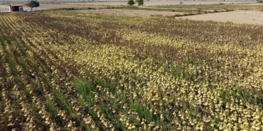son dakika izmir haberleri
