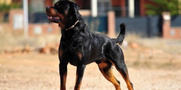 En İyi Koruma ve Bekçi Köpekleri