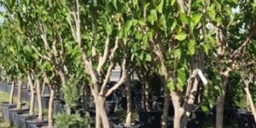 Meyve Fidanı Bahçe Peyzaj Ürünleri Nelerdir?