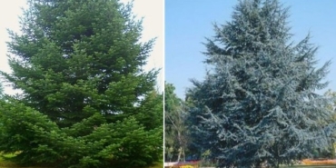 Yaprak Dökmeyen Ağaç Türleri