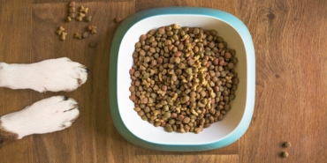 Köpek Ödül Maması Üreticileri Listesi