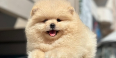 Pomeranian Boo Fiyatları 2023