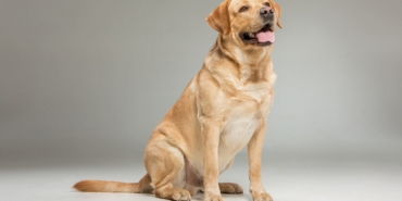 Golden Retriever Bakımı, Fiziksel Nitelikleri
