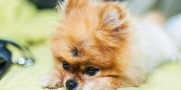 Pomeranian boo fiyatları 2024