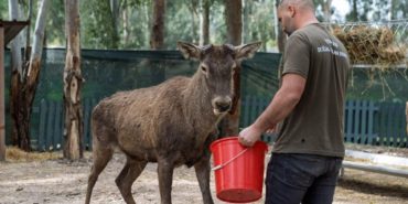 izmir-kemalpasa-yarali-geyik