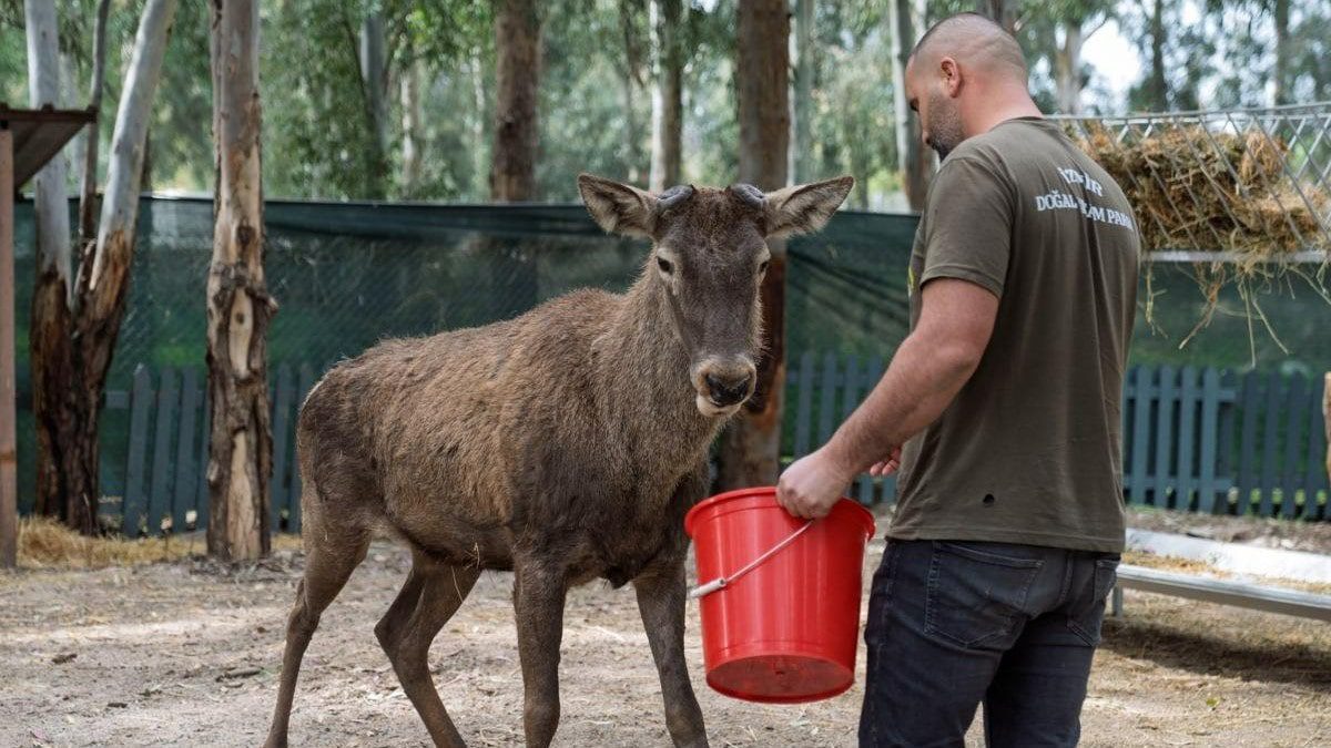 izmir-kemalpasa-yarali-geyik