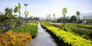 bornova-belediyesi-fidanligi