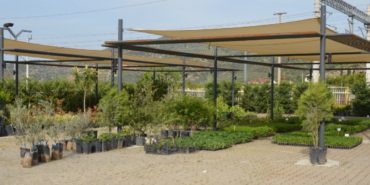 efes-tarlasi-yasam-koyu