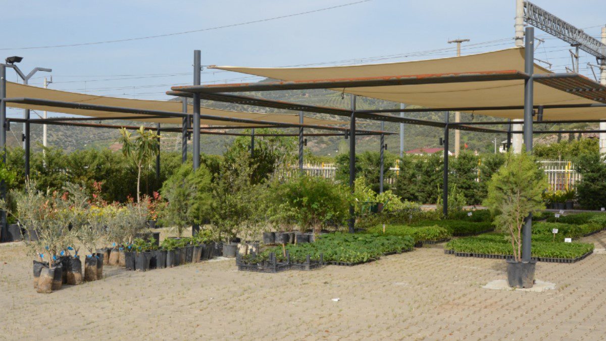 efes-tarlasi-yasam-koyu