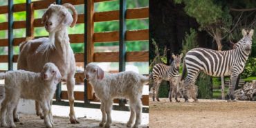 izmir-hayvanat-bahcesi-izmir-dogal-yasam-parki