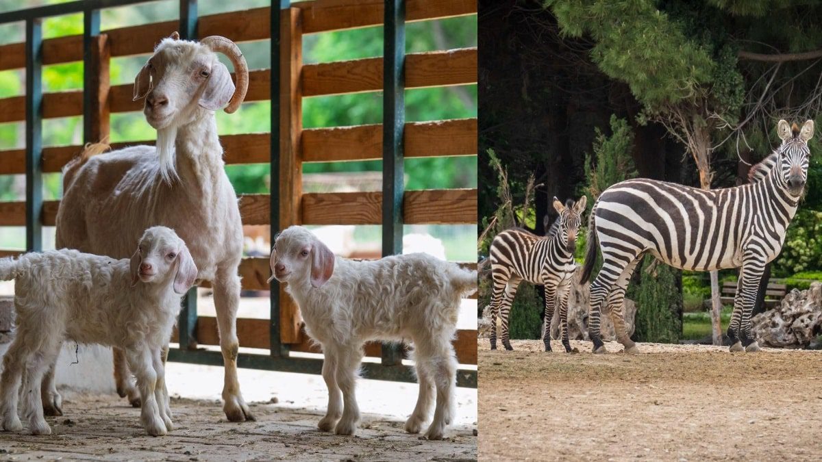 izmir-hayvanat-bahcesi-izmir-dogal-yasam-parki