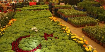 izmir-karsiyaka-cicek-festivali-2025