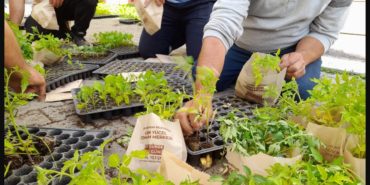 seferihisar-tohum-takas-senligi