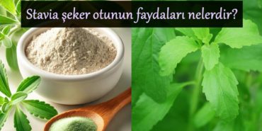 stavia-seker-otunun-faydalari-nelerdir