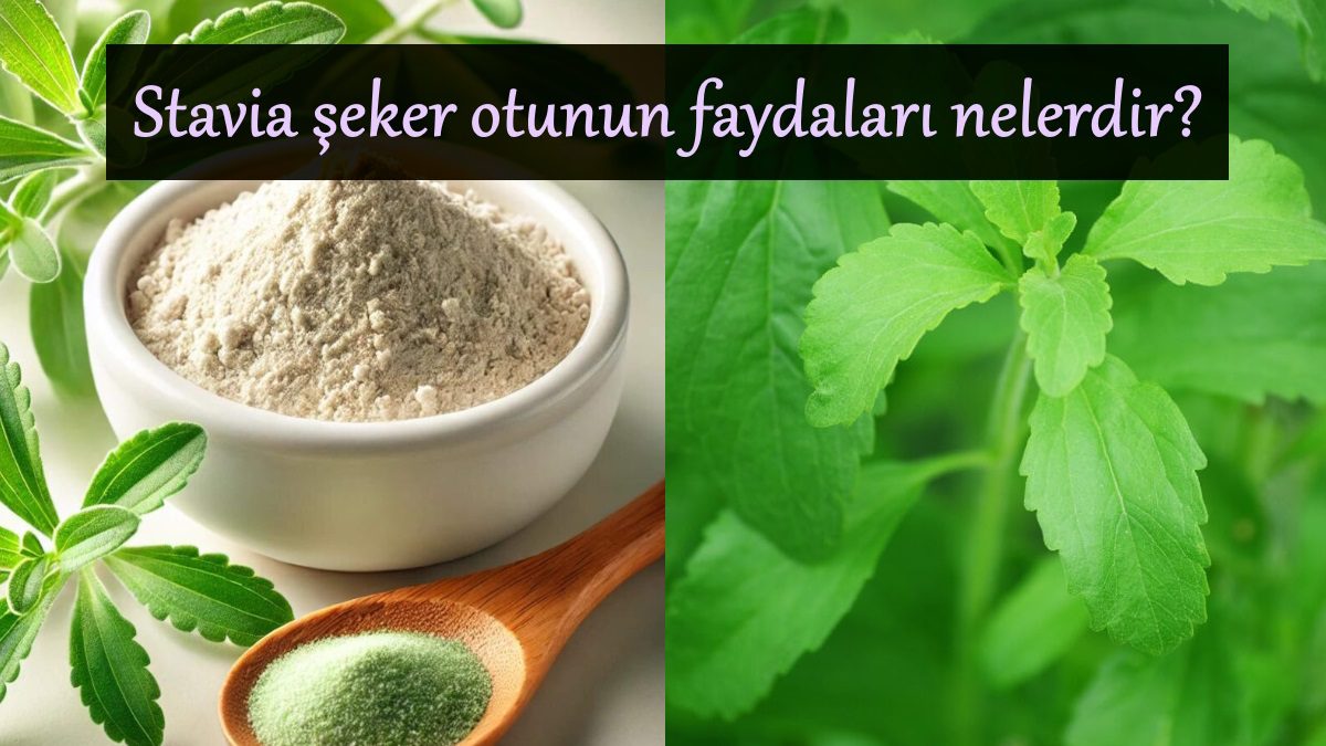 stavia-seker-otunun-faydalari-nelerdir