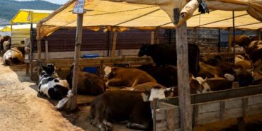 bornova-isikkent-kurban-pazari-satis-yerleri