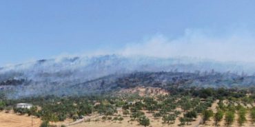 foca-orman-yangini-son-dakika