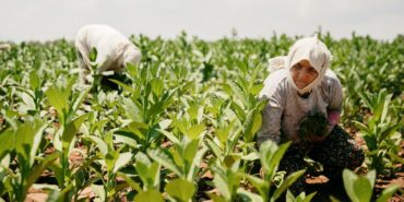 izmir-ege-bolgesi-tutun-ihracati-rakamlari