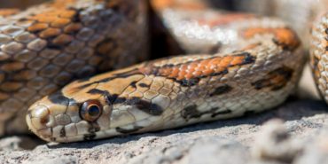 yilan-goruldugunde-ne-yapilmali