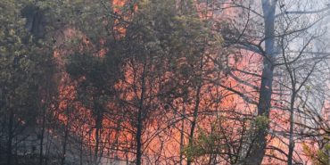 bornova-gokdere-orman-yangini-son-dakika-sonduruldu